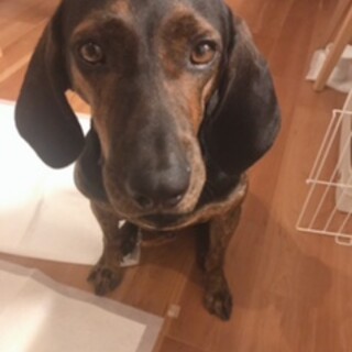 センターより保護　ハウンド系♂