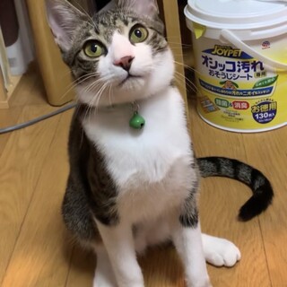 5兄妹のキジ白ねこ。美猫のオーラくん♡
