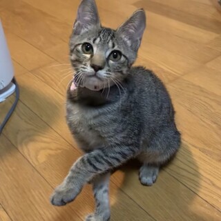 兄弟含めみんな里親決定！可愛いぽに君♡