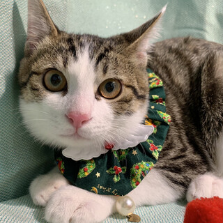 顔デカの可愛い坊ちゃん❣️