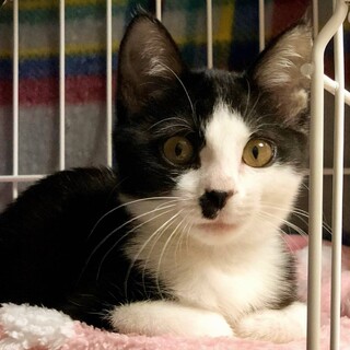 黒白ハチワレ鍵シッポ　ネネちゃん