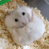 ☆まみたす さん