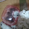 里親決定致しました。ありがとうございました。 サムネイル3