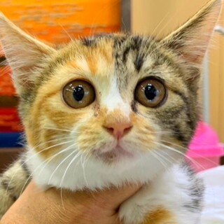 うめ　三毛猫　2か月　メス