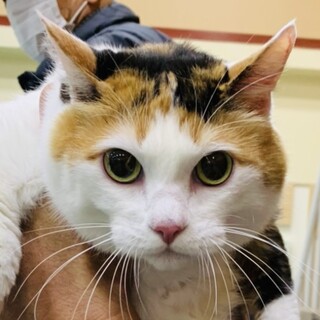 至急！三毛猫　小　バディ子　メス