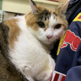 至急！三毛猫　大　ボディ子　メス