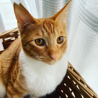 キツネじゃないのよ猫なのよ　トラジロー