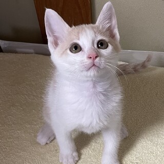 里親決定しました。