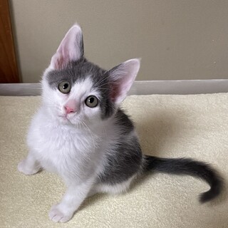 里親決定しました