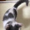 里親決定しました サムネイル3