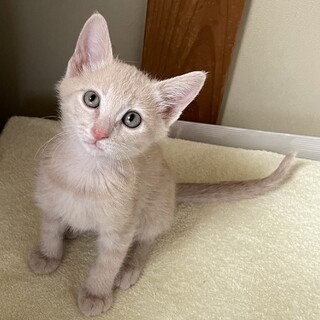 里親決定しました