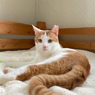 ナデナデ大好きな茶白猫ともちゃん