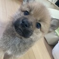 シータちゃん里親様決定！