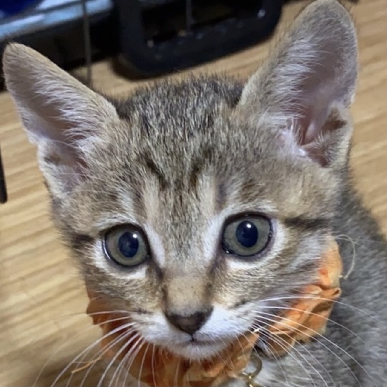 愛嬌たっぷり大きなお目々 大阪府 猫の里親募集 ペットのおうち 月間利用者150万人