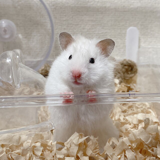 【急募】ロングヘアーカラーハムスター しろちゃん