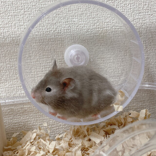 【急募】ロングヘアーカラーハムスター くろちゃん