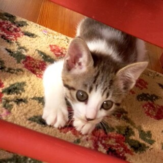 ありがとうございました♡クロちゃん