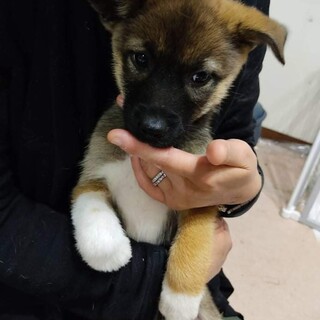子犬ちゃんの家族を探しています