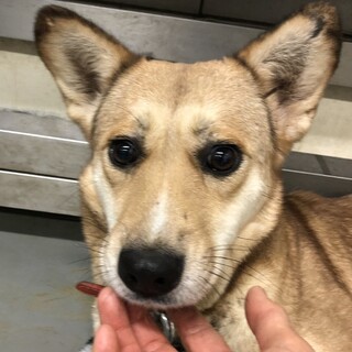 治療を頑張ったママ野犬ウノちゃん