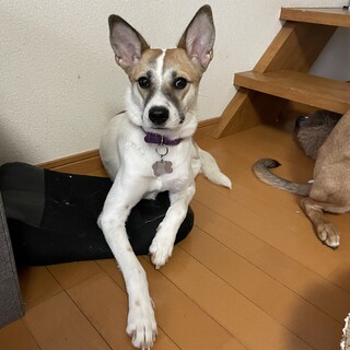 【募集一旦停止】ビビり克服中！美人つきちゃん