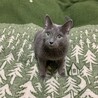 あじじじじ