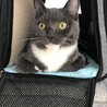 の写真