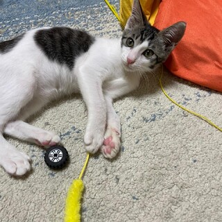 【募集一旦停止】イケメン！やんちゃ坊主しお君