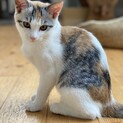 三毛猫（姉妹）