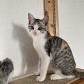 三毛猫（姉妹）