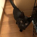 【家族になってくれませんか？】6ヶ月真っ黒猫