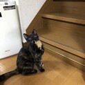 【家族になってくれませんか？】6ヶ月サビ色保護猫