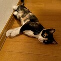 【家族になってくれませんか？】6ヶ月三毛猫