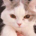 純スコティッシュホールドの5ヶ月の女の子です。