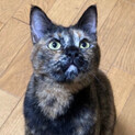 黒と茶のバランスが最高なサビラちゃん
