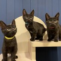 甘えん坊で元気な生後２ヶ月半の黒猫兄弟