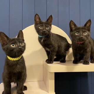 甘えん坊で元気な生後２ヶ月半の黒猫兄弟