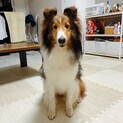 シェルティ︎︎ ♀3歳