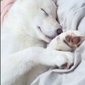 IBDと診断された柴犬。