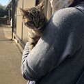 生後3ヶ月の保護猫ちゃん