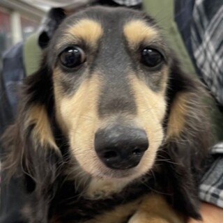 ダックスの女の子