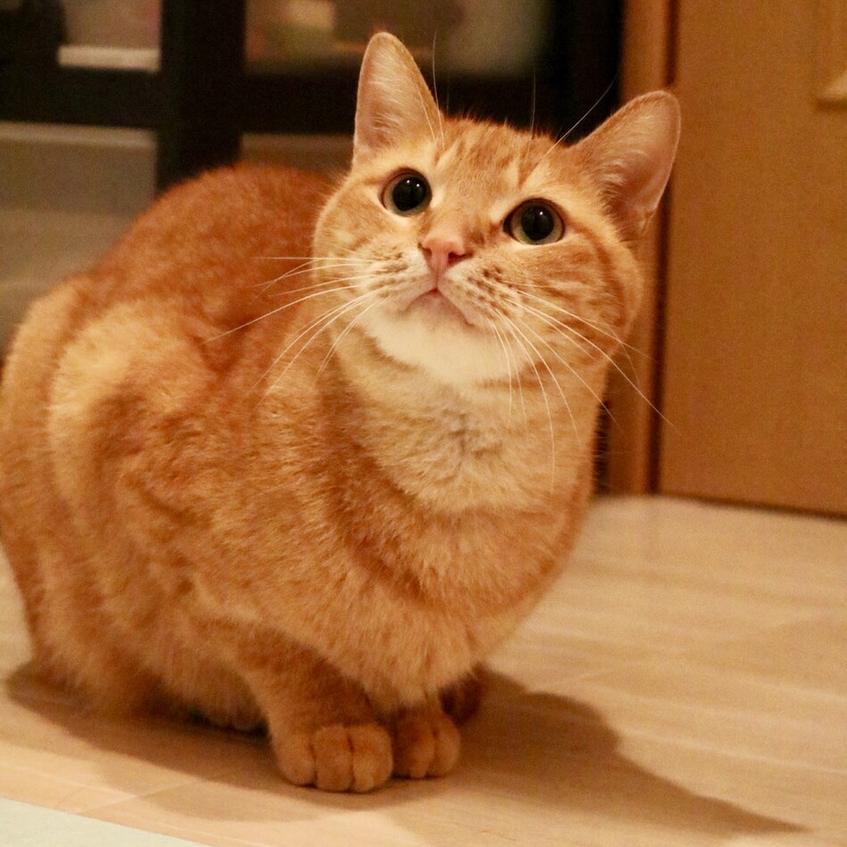 ぽんずのカバー写真