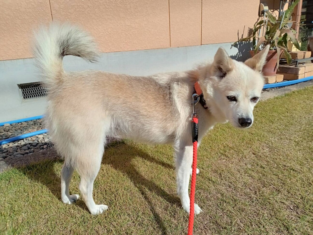 天使のように可愛い メイちゃん 岡山県 犬の里親募集 3771 ペットのおうち 月間利用者150万人 天使のように可愛い メイちゃん 岡山県 犬の里親募集 3771 ペットのおうち 月間利用者150万人