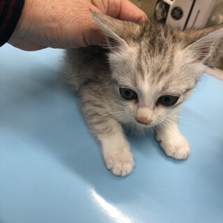 パステルカラー三毛猫風男子