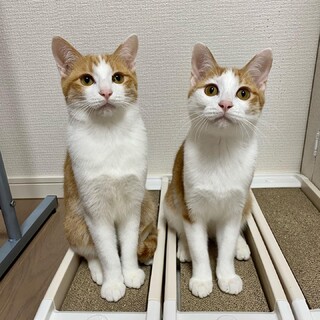 【お見合い受付中】茶白の仲良し兄弟