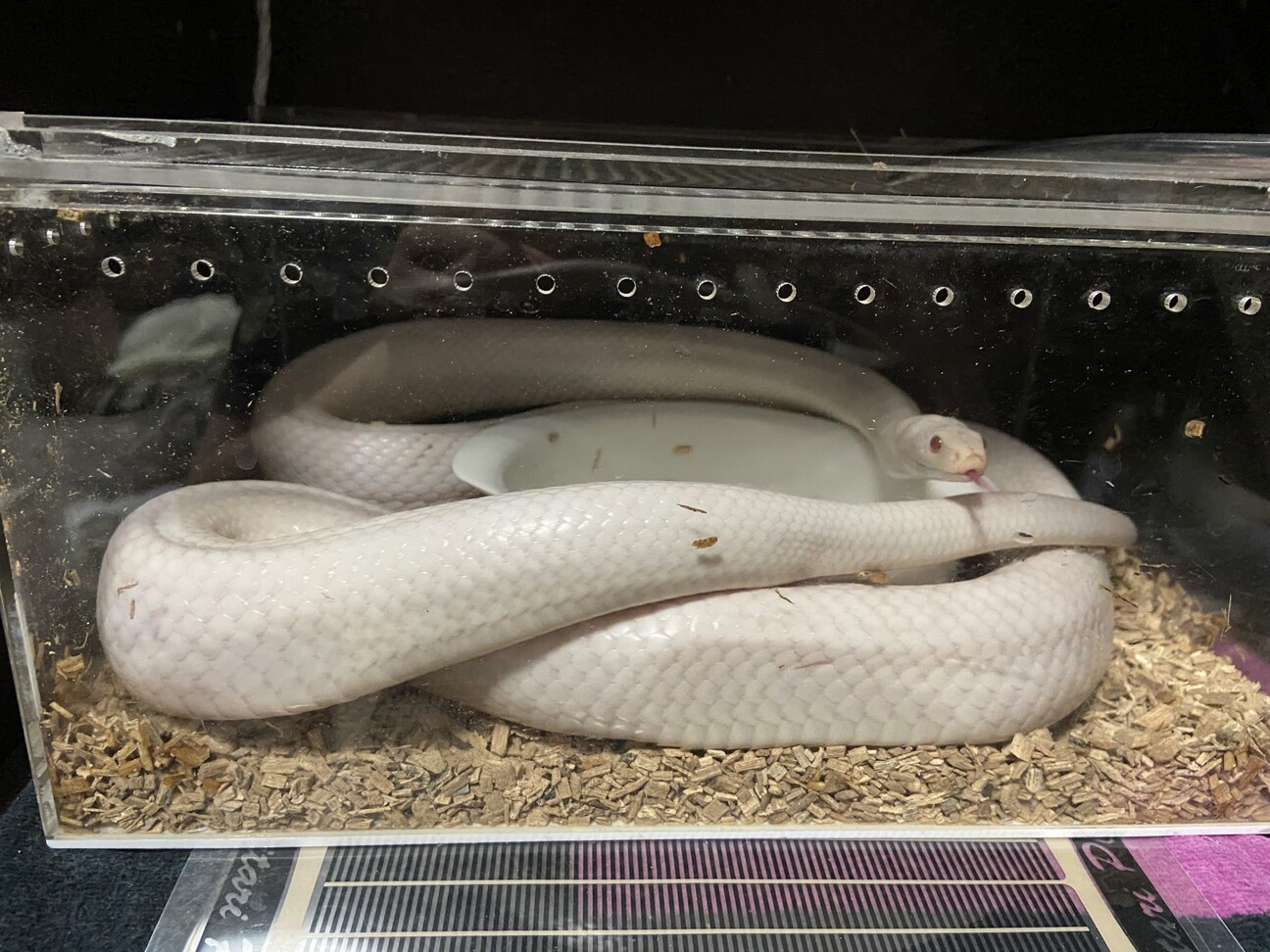 コーンスネーク ブリザー 愛知県 爬虫類 他の里親募集 ペットのおうち 月間利用者150万人 コーンスネーク ブリザー 愛知県 爬虫類 他の里親募集 ペットのおうち 月間利用者150万人