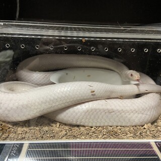 コーンスネーク(ブリザードスノー)