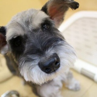 ティファニーちゃん　推定5才