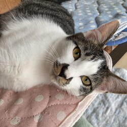 沢山の保護子猫