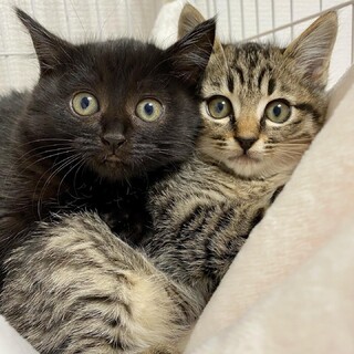 【お見合い受付中】ふわモコ兄妹