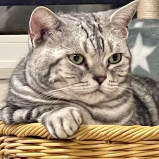 OS-854 アメショーおデブのウニちゃん♪